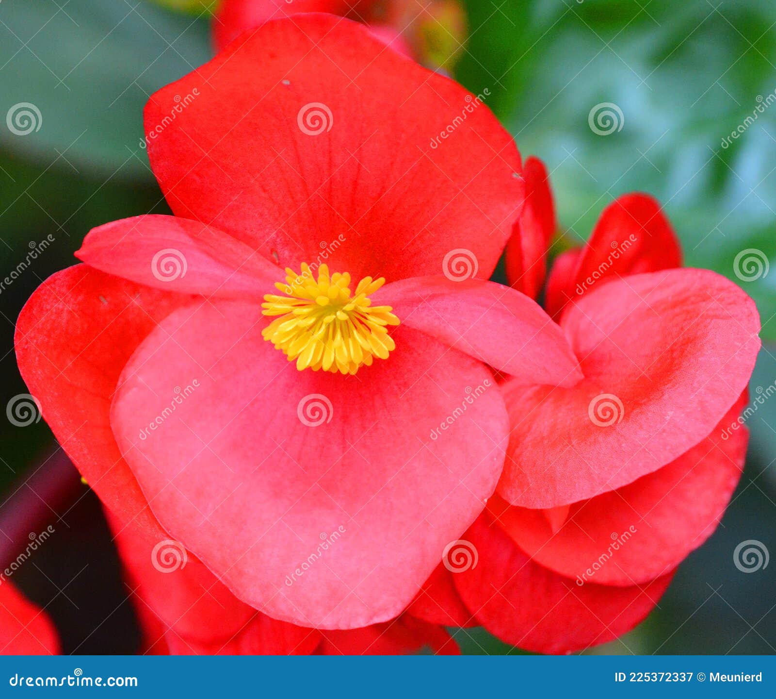 La Flor De Begonia Es Un Género De Plantas De Flores Perennes Imagen de  archivo - Imagen de amor, begonia: 225372337