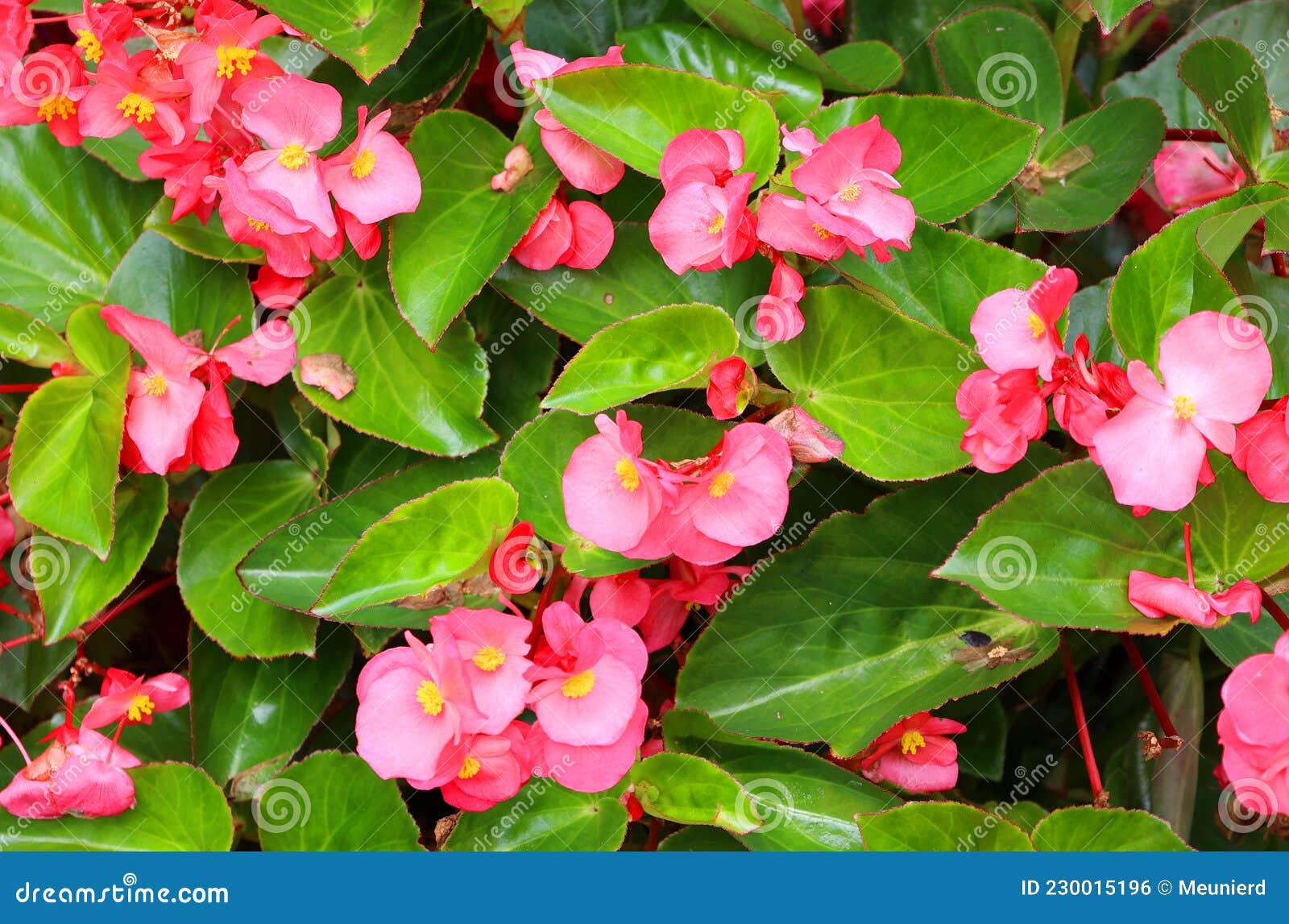 La Flor De Begonia Es Un Género De Plantas De Flores Perennes Foto de  archivo - Imagen de flora, begonia: 230015196