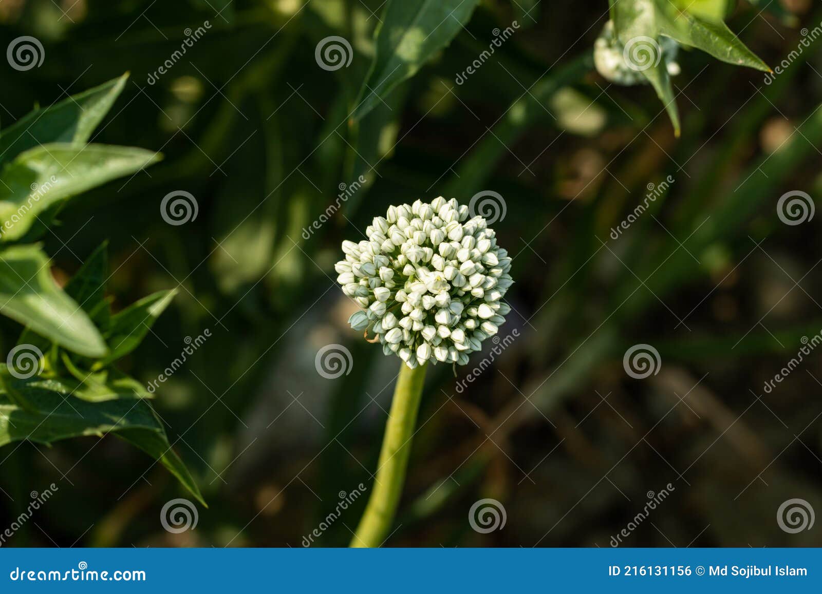 La Flor De Cebolla O La Flor De Bulbo Umbel Globular De Flores Blancas Foto de archivo - Imagen de comer, frescura: 216131156 La Flor De Cebolla O La Flor De Bulbo Umbel Globular De Flores Blancas Foto de archivo - Imagen de comer, frescura: 216131156
