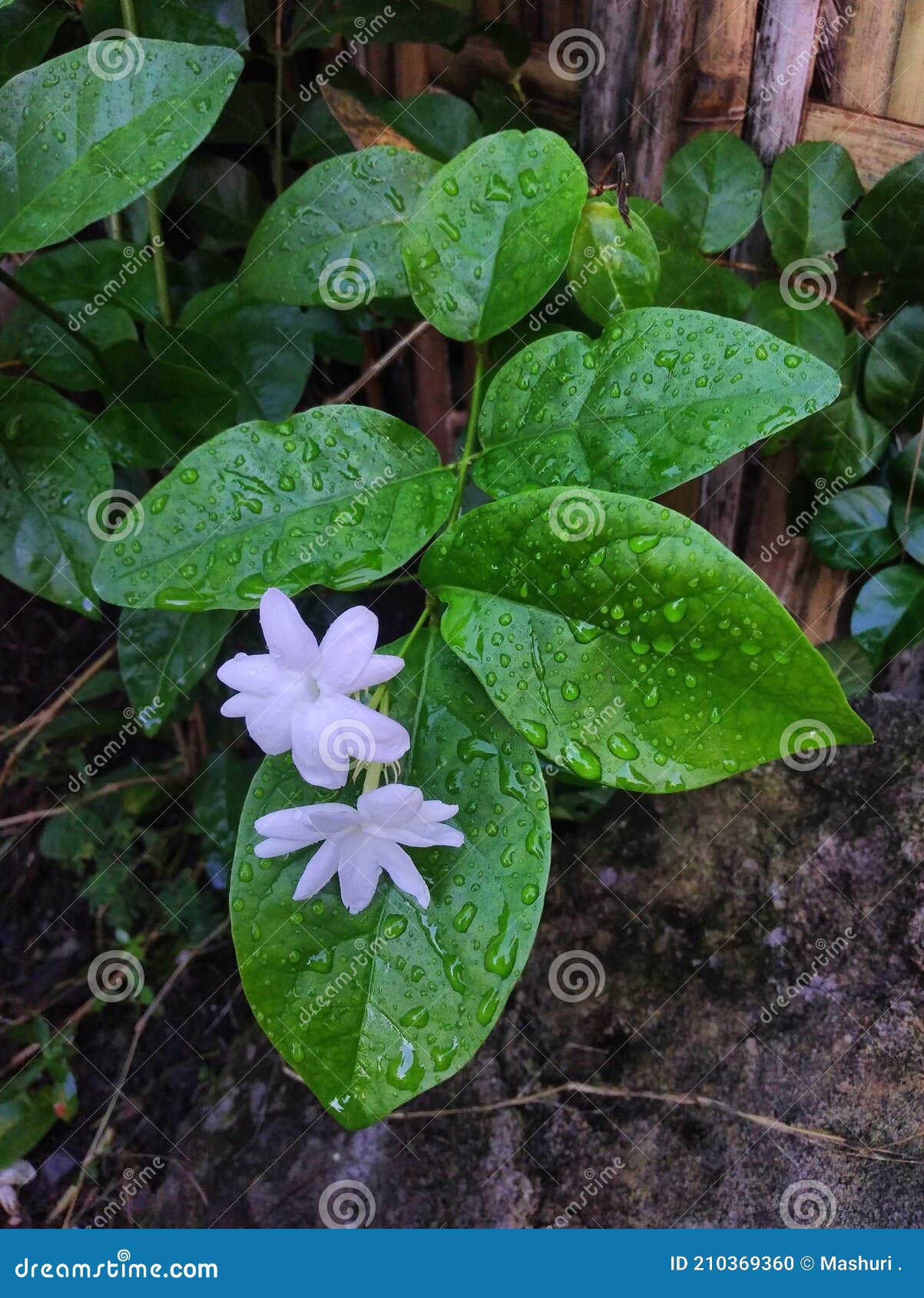 La Flor De Jazmín Tras La Lluvia Foto de archivo - Imagen de marina,  muelle: 210369360