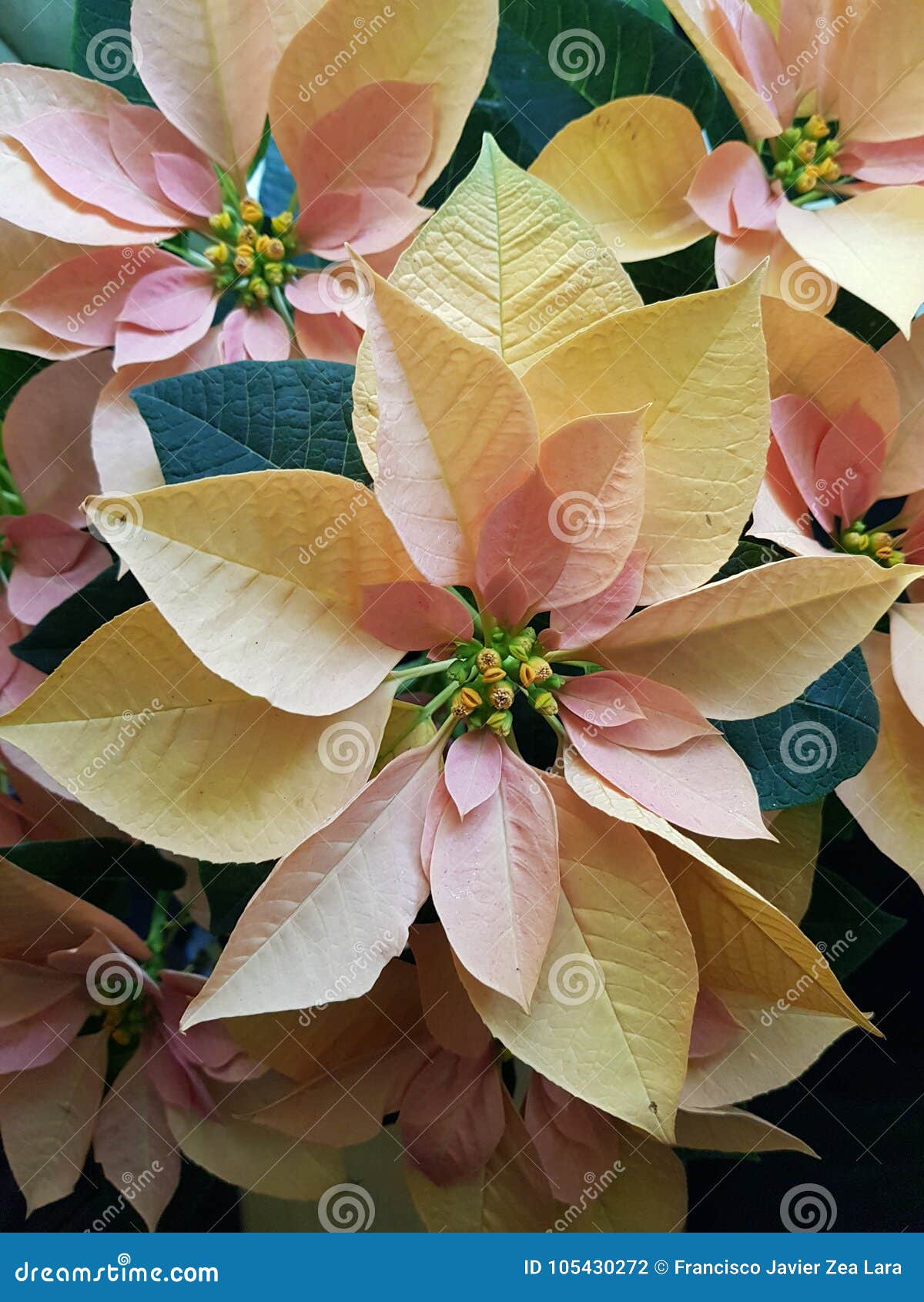 La Flor De La Nochebuena Con Las Hojas Palidece La Naranja Foto de archivo  - Imagen de navidad, travieso: 105430272