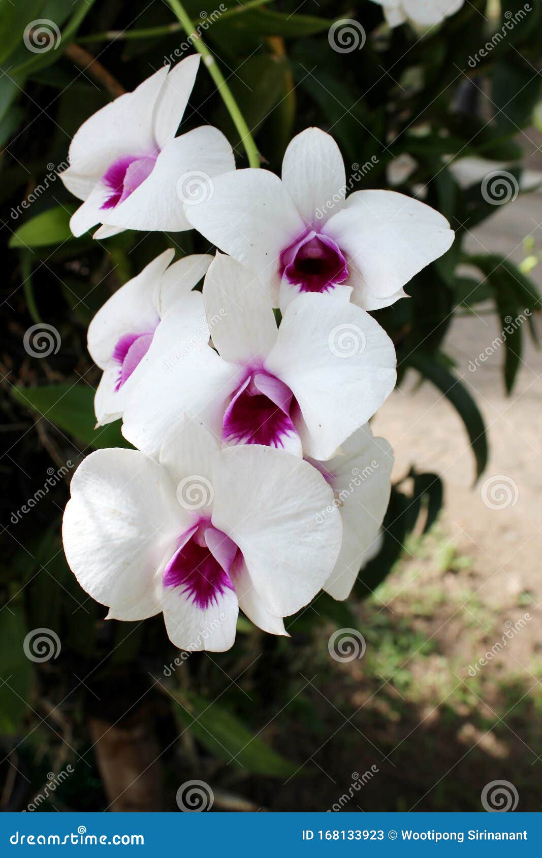 La Flor De Orquídea Blanca En El Centro Es Violeta Imagen de archivo -  Imagen de brote, frescura: 168133923