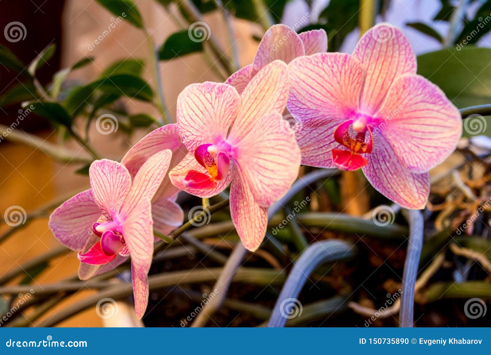 La Flor De La Orquídea Del Phalaenopsis, Orquídeas Es La Reina De Flores En  Tailandia Foto de archivo - Imagen de hermoso, primer: 150735890