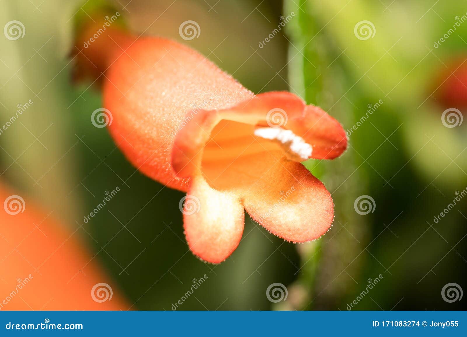 La Flor De La Pequeña Botella Natural Naranja De Chile En El Bosque Foto de  archivo - Imagen de flor, planta: 171083274