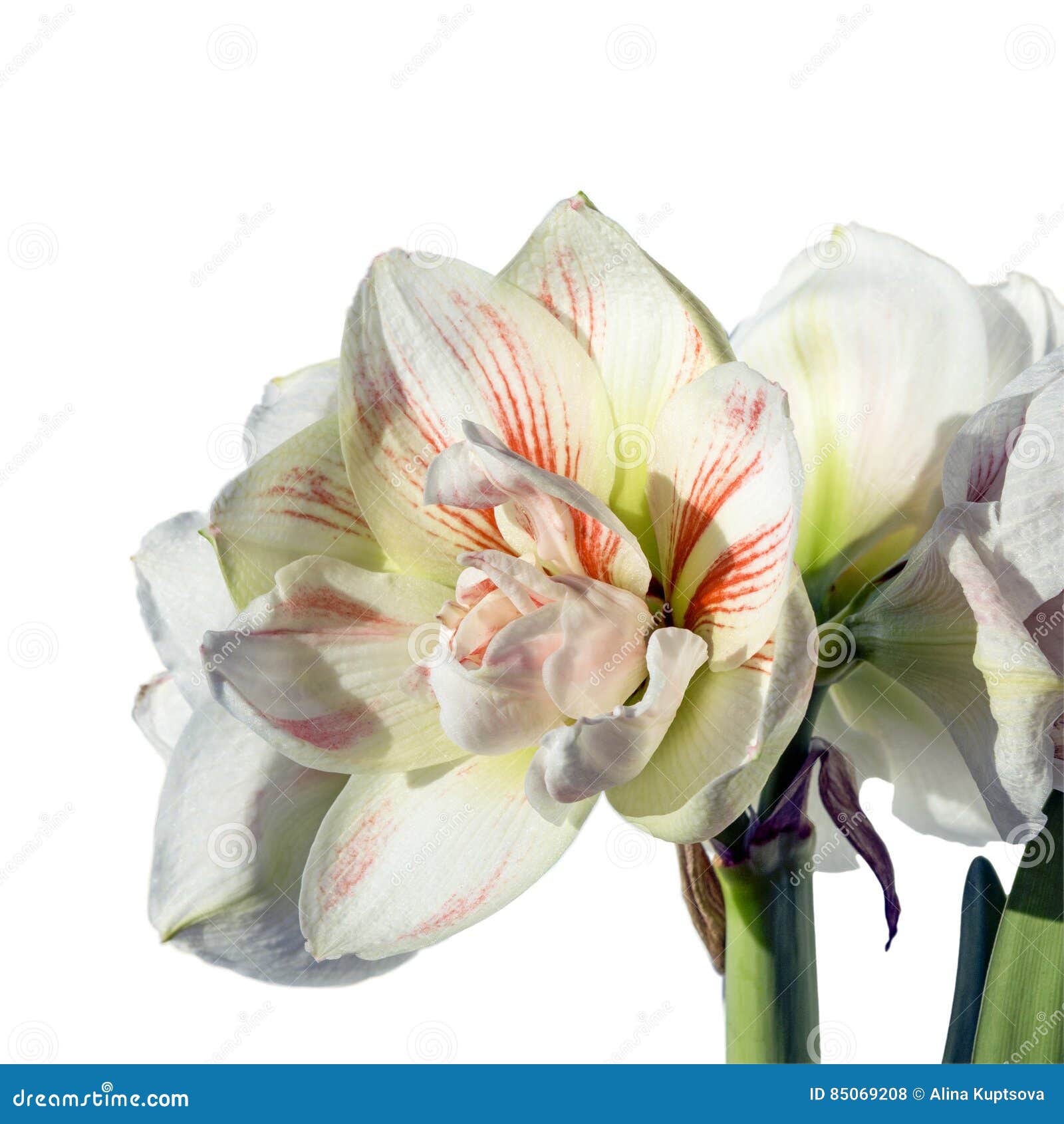La Flor Doble De La Ninfa De La Amarilis Aisló Cerca Para Arriba, Whi  Magnífico Foto de archivo - Imagen de aislado, espacio: 85069208