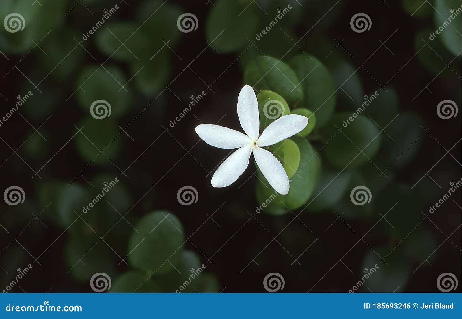 La Flor En Forma De Estrella Blanca Está Sola En El Fondo Foliar Verde  Oscuro Carissa Grandiflora Ciruela Foto de archivo - Imagen de ciruelo,  nativo: 185693246