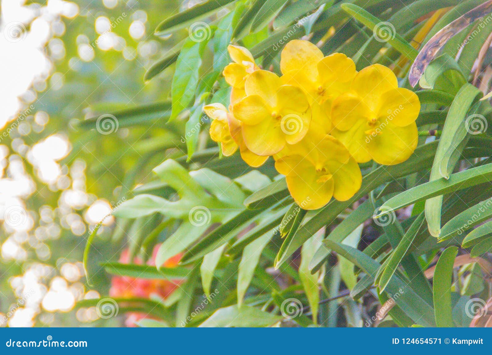 La Flor Híbrida Amarilla Hermosa De La Orquídea De Vanda Con Verde Sale Del  Fondo Vanda Es Un Género En La Familia De Orquídea, O Imagen de archivo -  Imagen de rojo,