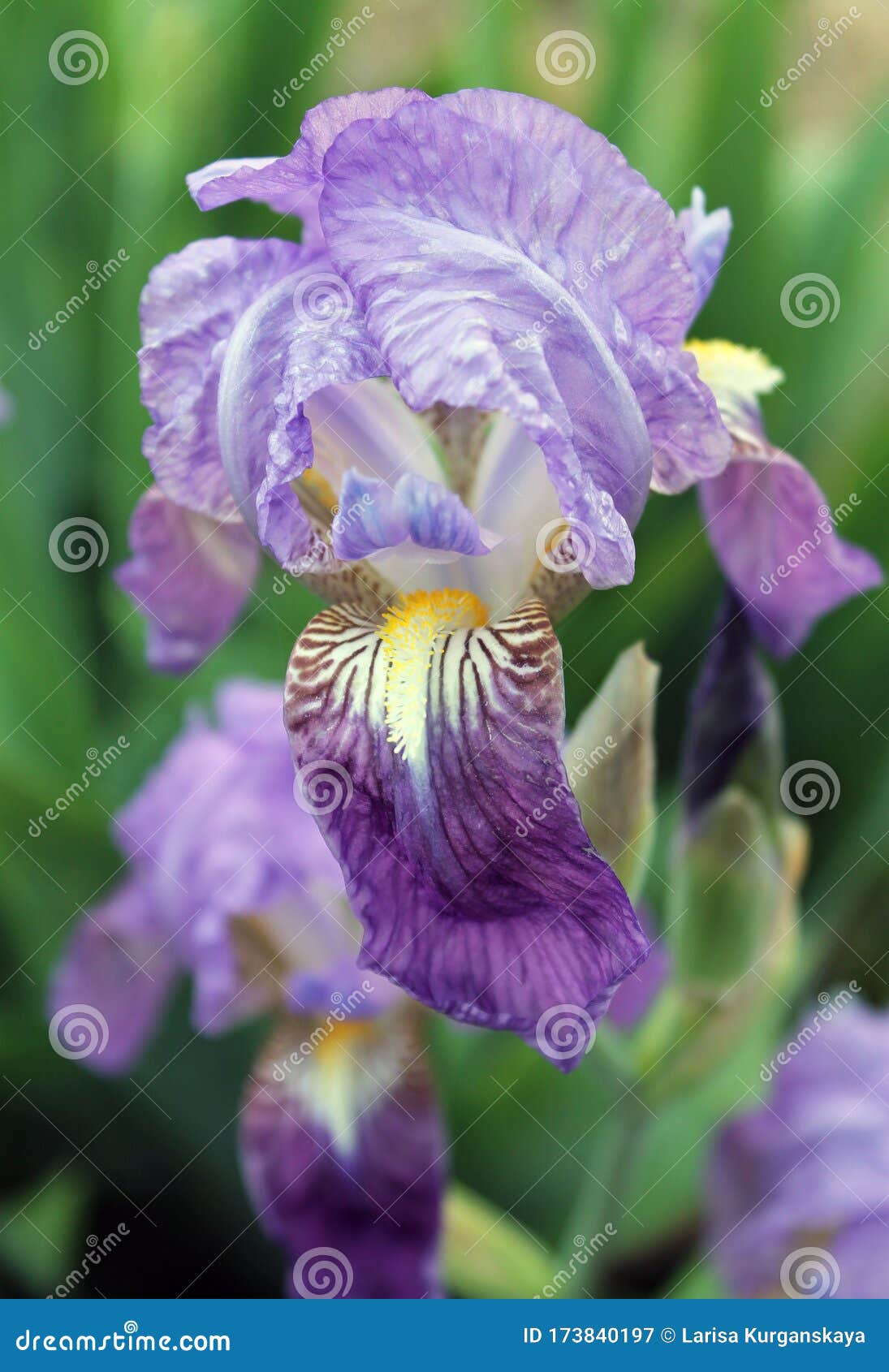 La Flor Iris. Hermosa Flor Morada En Flor En Una Madrugada Crujiente Imagen  de archivo - Imagen de travieso, valentina: 173840197