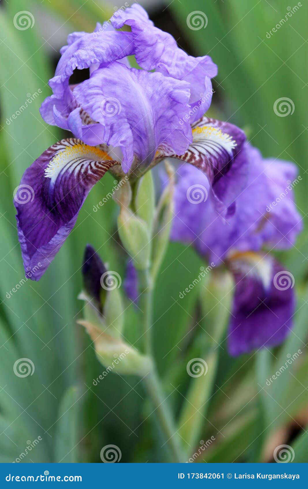 La Flor Iris. Hermosa Flor Morada En Flor En Una Madrugada Crujiente Imagen  de archivo - Imagen de hermoso, valentina: 173842061