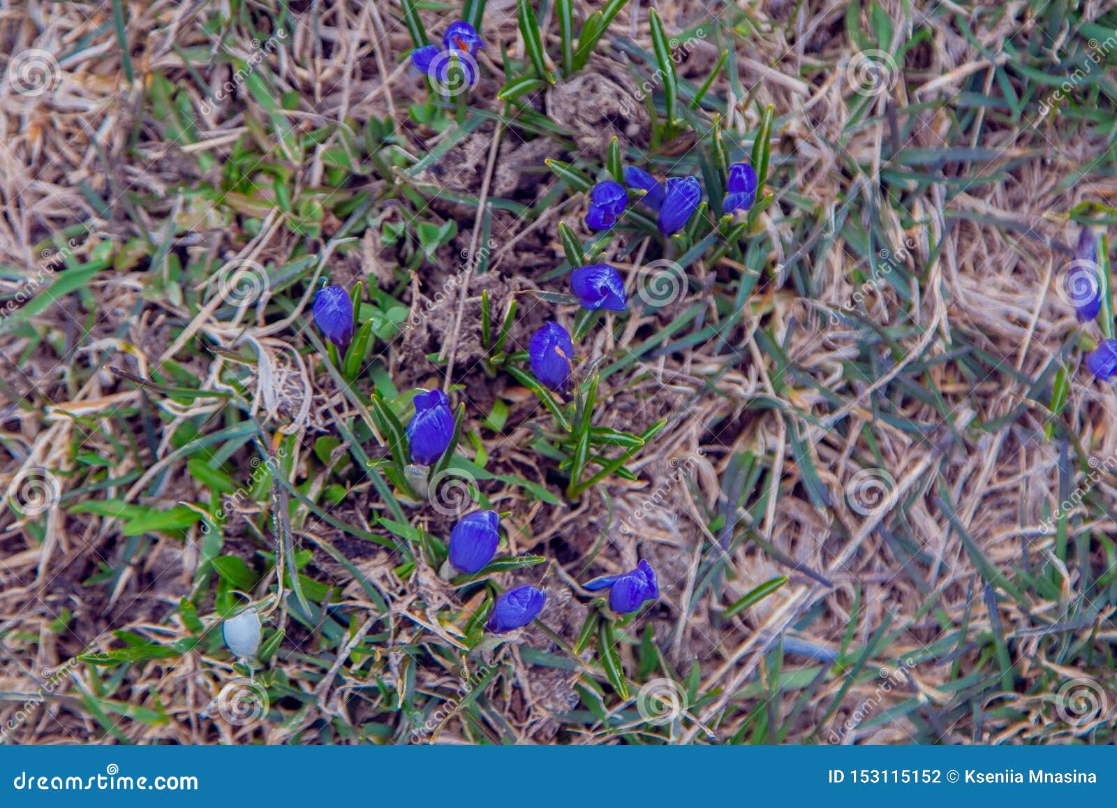 La Flor Morada De Crocus Se Rompe a Través De La Flor Blanca Crocus Se Rompe a Través De La Hierba Seca Pueden Ver Los Brotes De Foto de archivo - Imagen La Flor Morada De Crocus Se Rompe a Través De La Flor Blanca Crocus Se Rompe a Través De La Hierba Seca Pueden Ver Los Brotes De Foto de archivo - Imagen