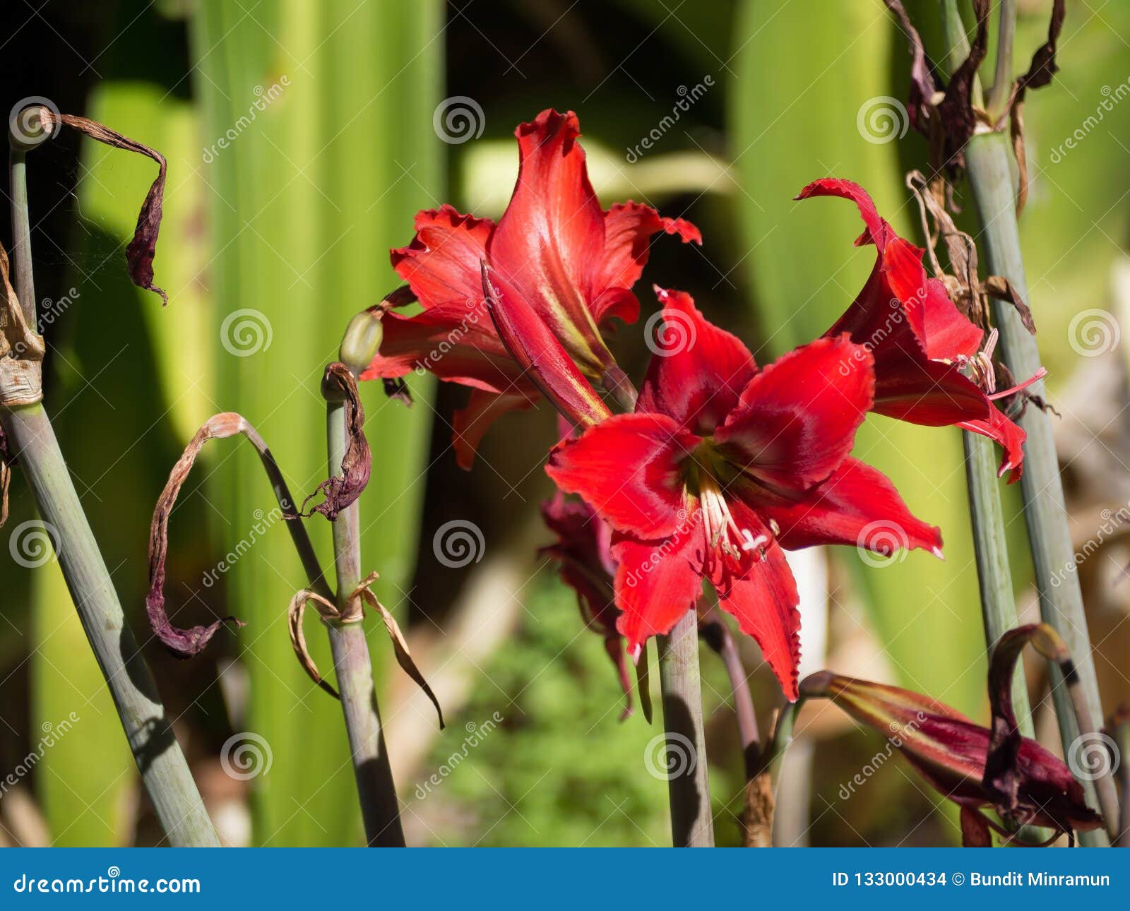 La Flor Roja Hermosa Del Hippeastrum Del Amaryllidaceae, Es Plantas Con  Bulbo Herbáceas Perennes En Una Estación De Primavera Foto de archivo -  Imagen de cubo, ramo: 133000434