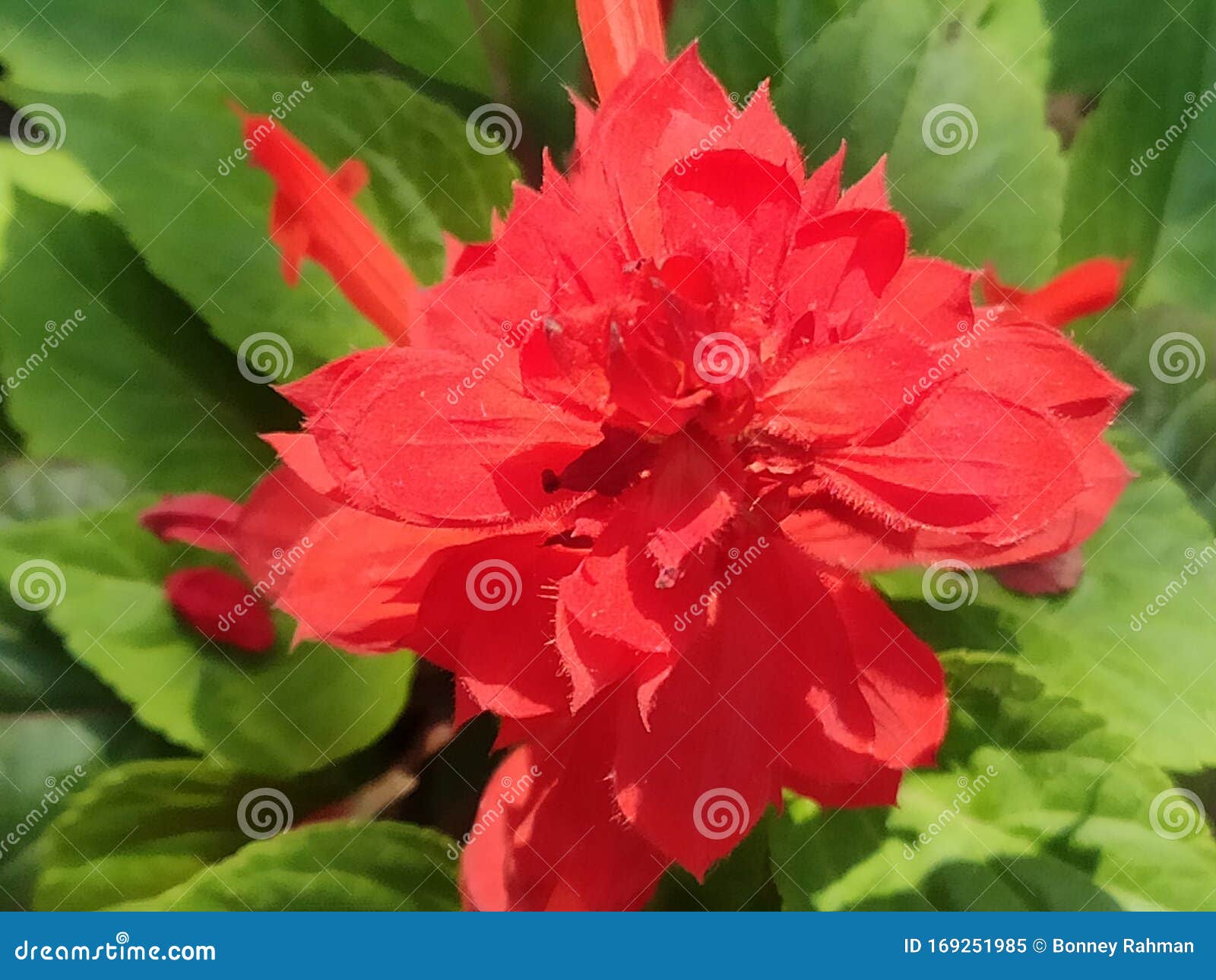 La Flor Roja Me Gusta Más La Flor Tiene Miel Imagen de archivo - Imagen de miel, flor: 169251985 La Flor Roja Me Gusta Más La Flor Tiene Miel Imagen de archivo - Imagen de miel, flor: 169251985
