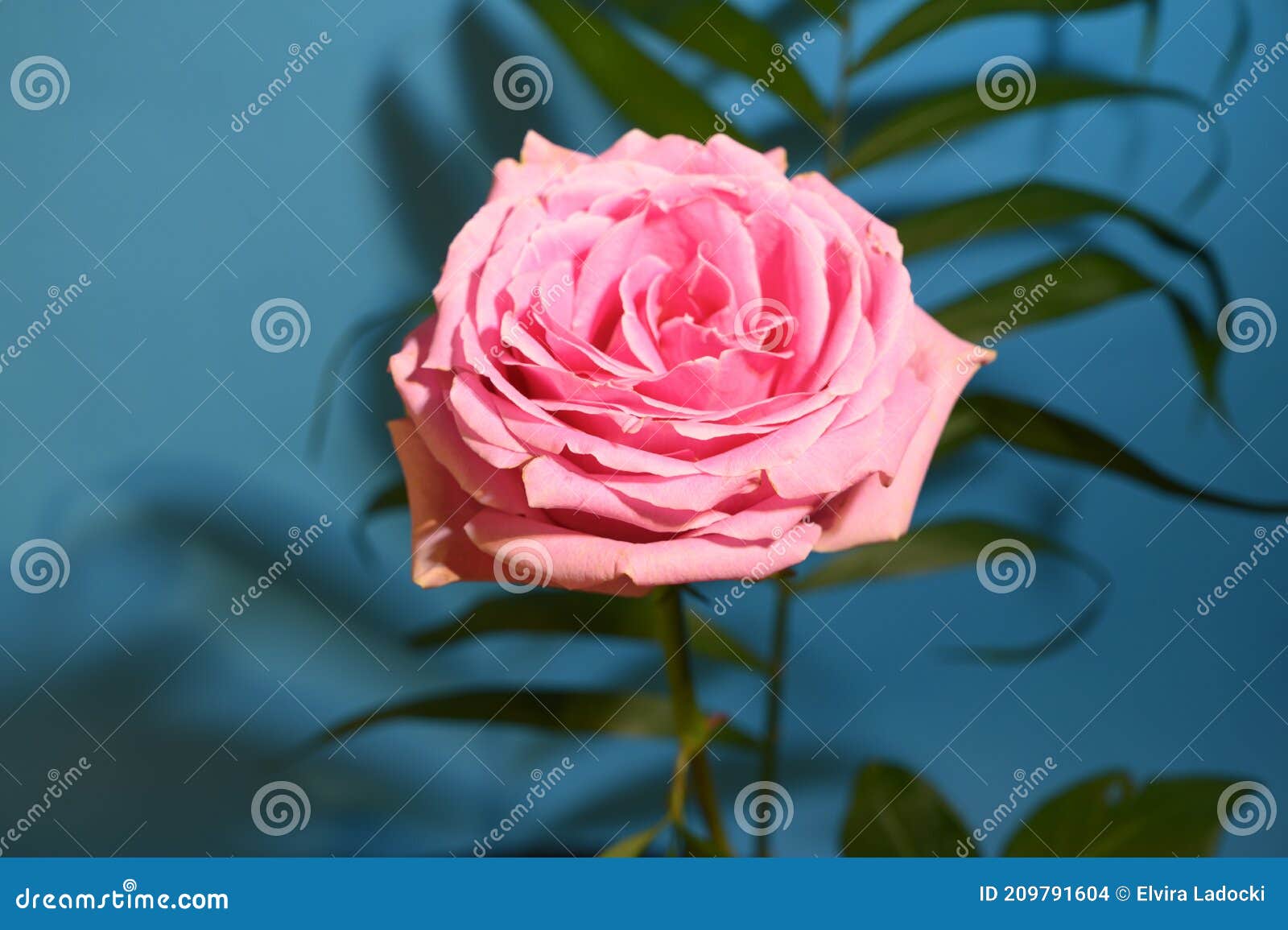 La Flor Rosa Rosa Rosa Rosa Rosa, Colorida Y Agradable, Cerca De La Hoja De  Palma Foto de archivo - Imagen de agradable, primero: 209791604