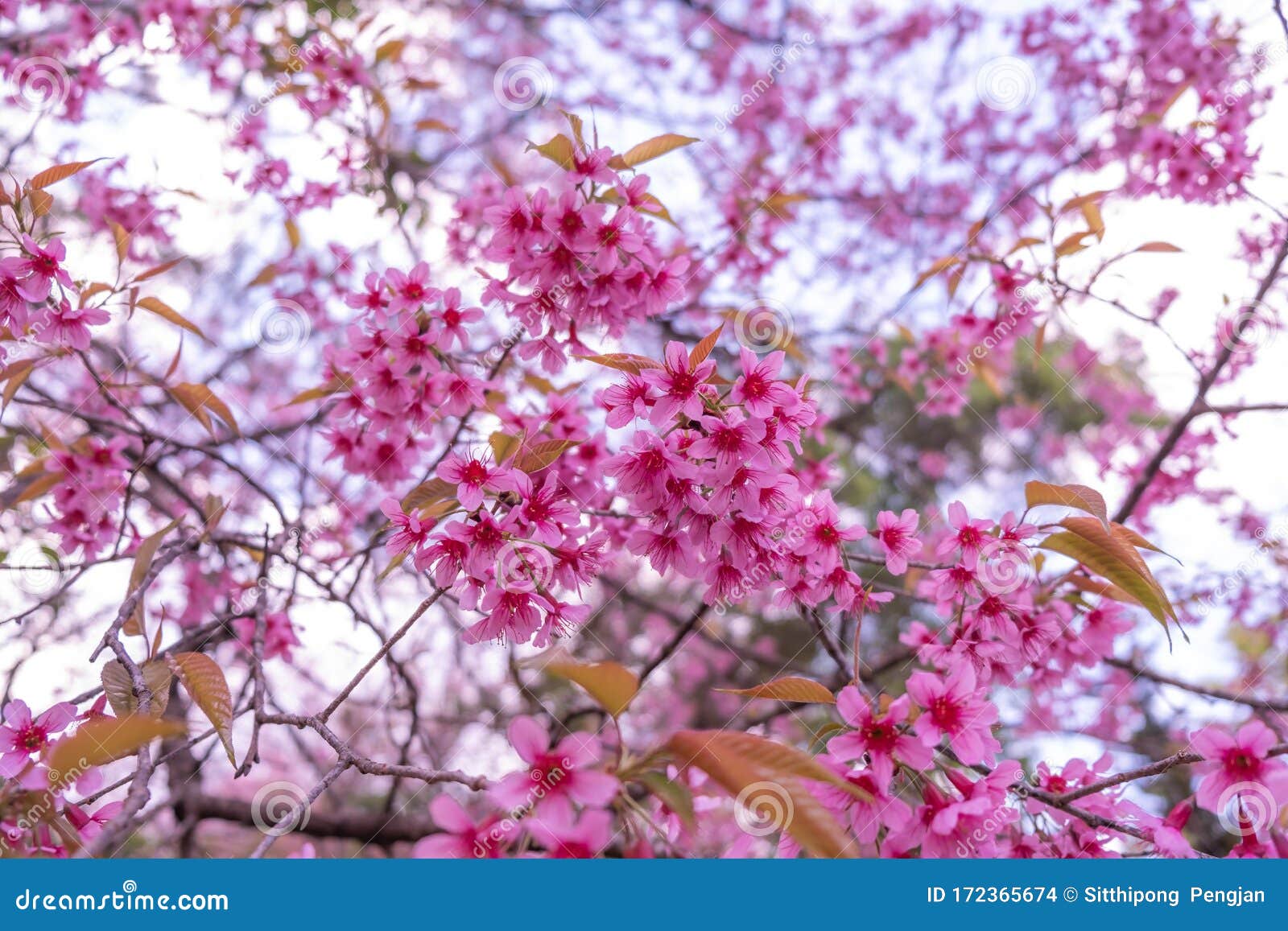 La Flor Rosa De La Flor Del Cerezo En El árbol En Invierno, Chiang Mai,  Tailandia Foto de archivo - Imagen de parque, blanco: 172365674