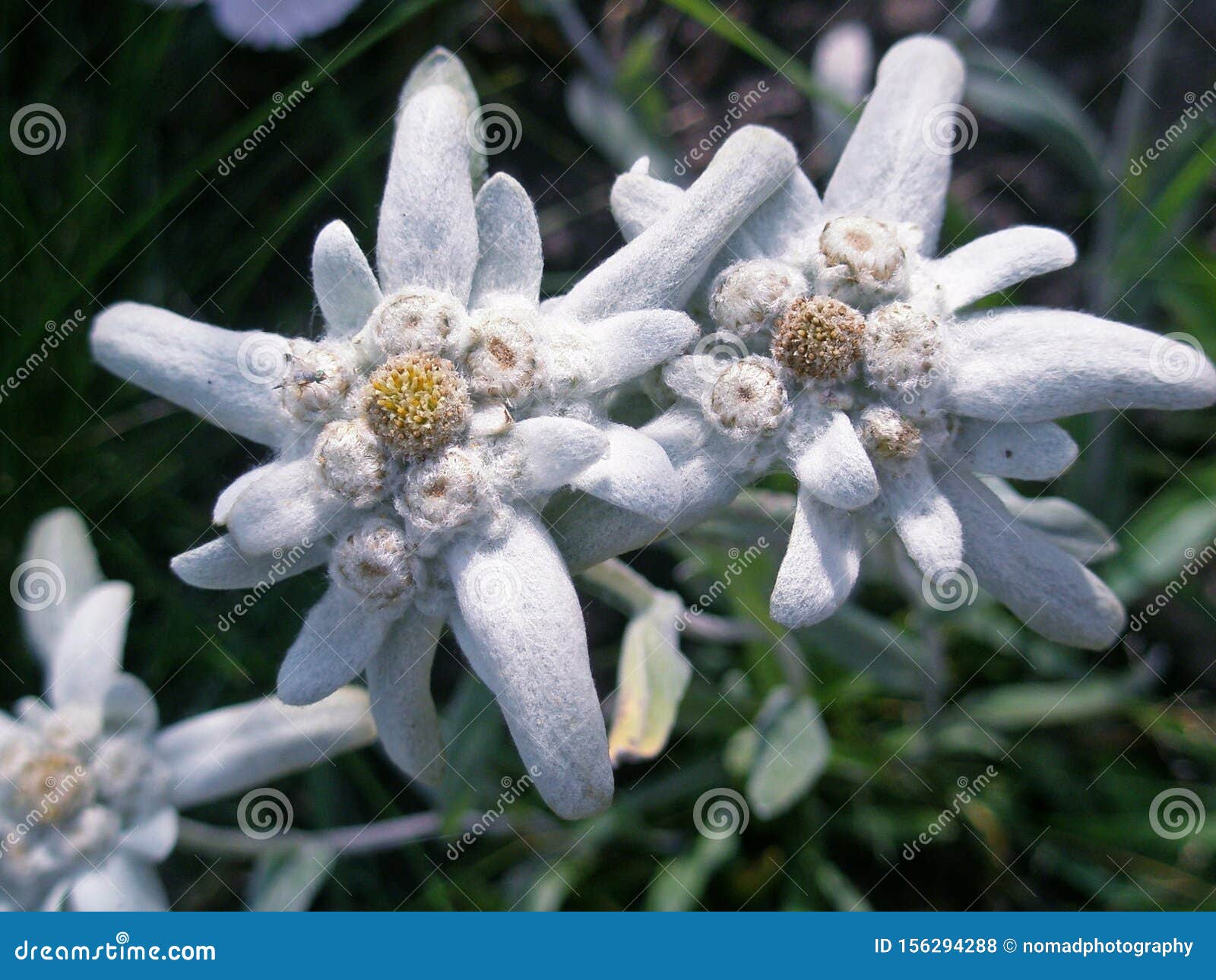 La flore de l'Edelweiss photo stock. Image du fleur - 156294288
