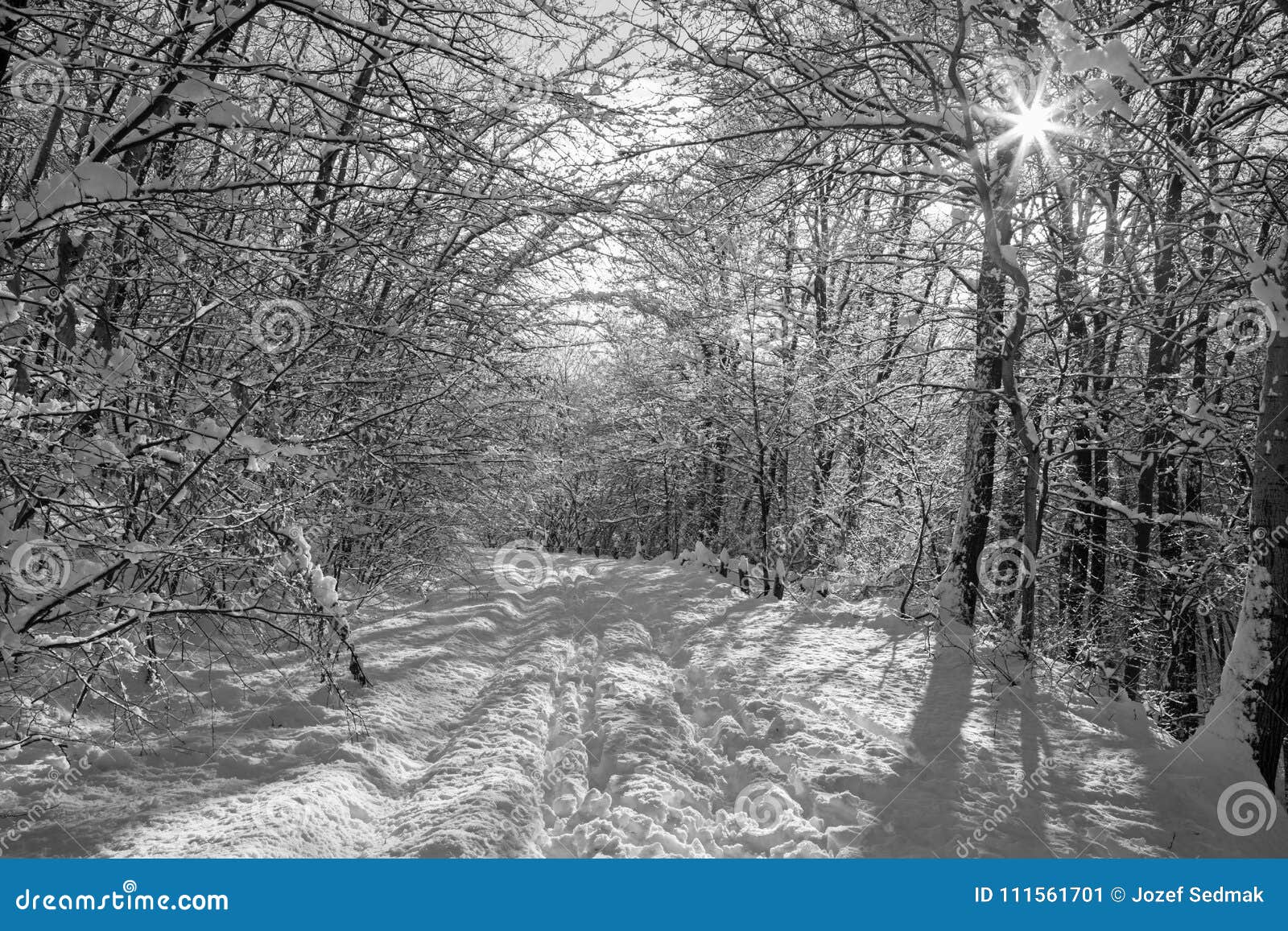 La foresta di inverno e la strada in piccole colline carpatiche - Slovacchia