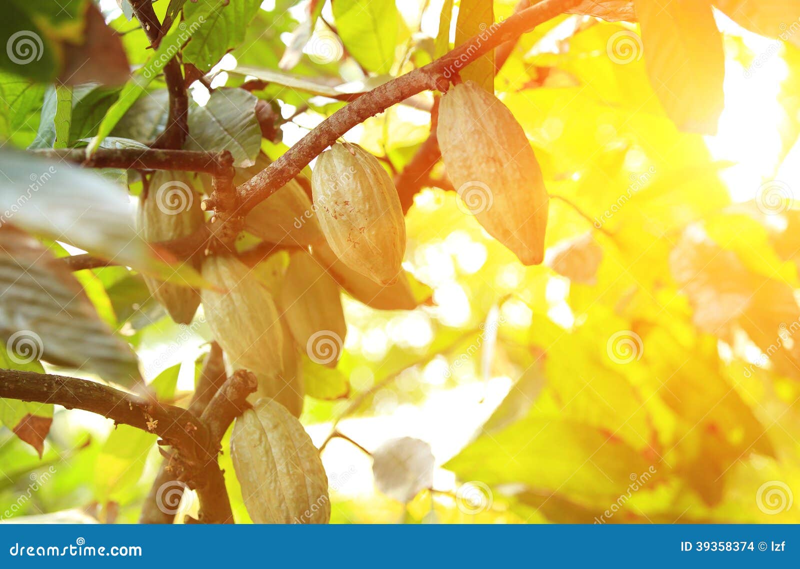 La frutta verde del cacao si sviluppa sull'albero