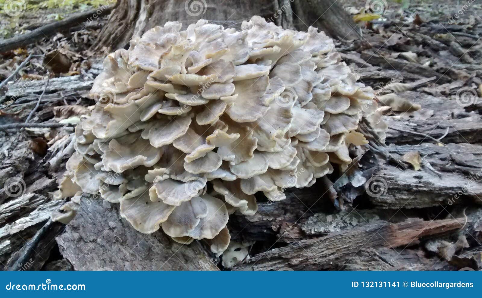 La Gallina De Maitake Del Bosque Prolifera Rápidamente Imagen de