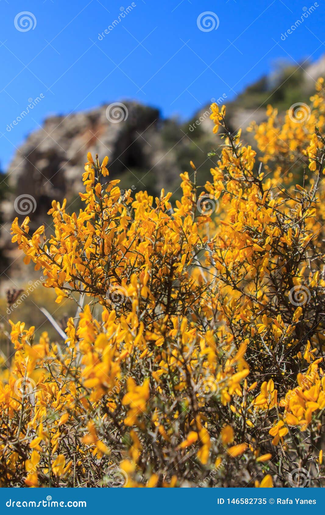 la genista scorpius amarilla que crece en la sierra del montsant