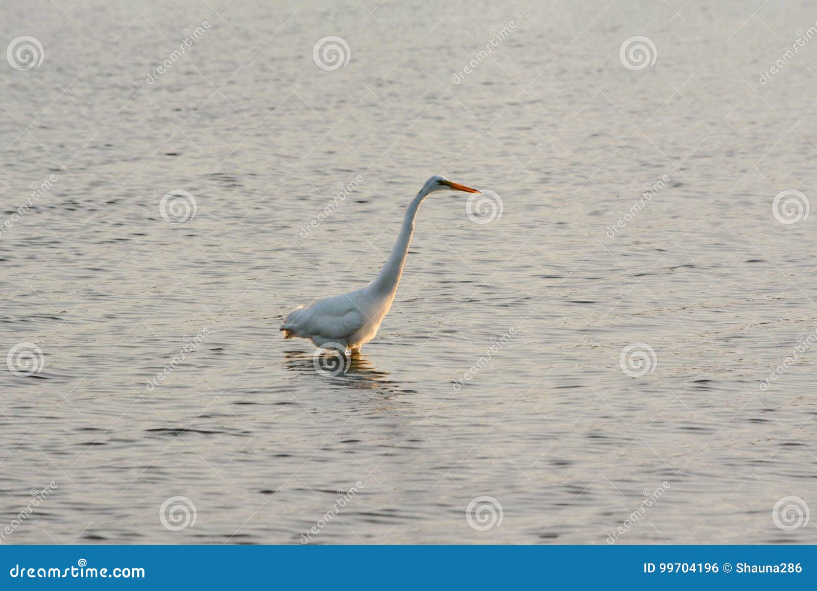 La gran garceta blanca vadea en bahía en la salida del sol. Un gran pájaro blanco de la garceta vadea a través de las aguas de la bahía en la salida del sol en una mañana del verano