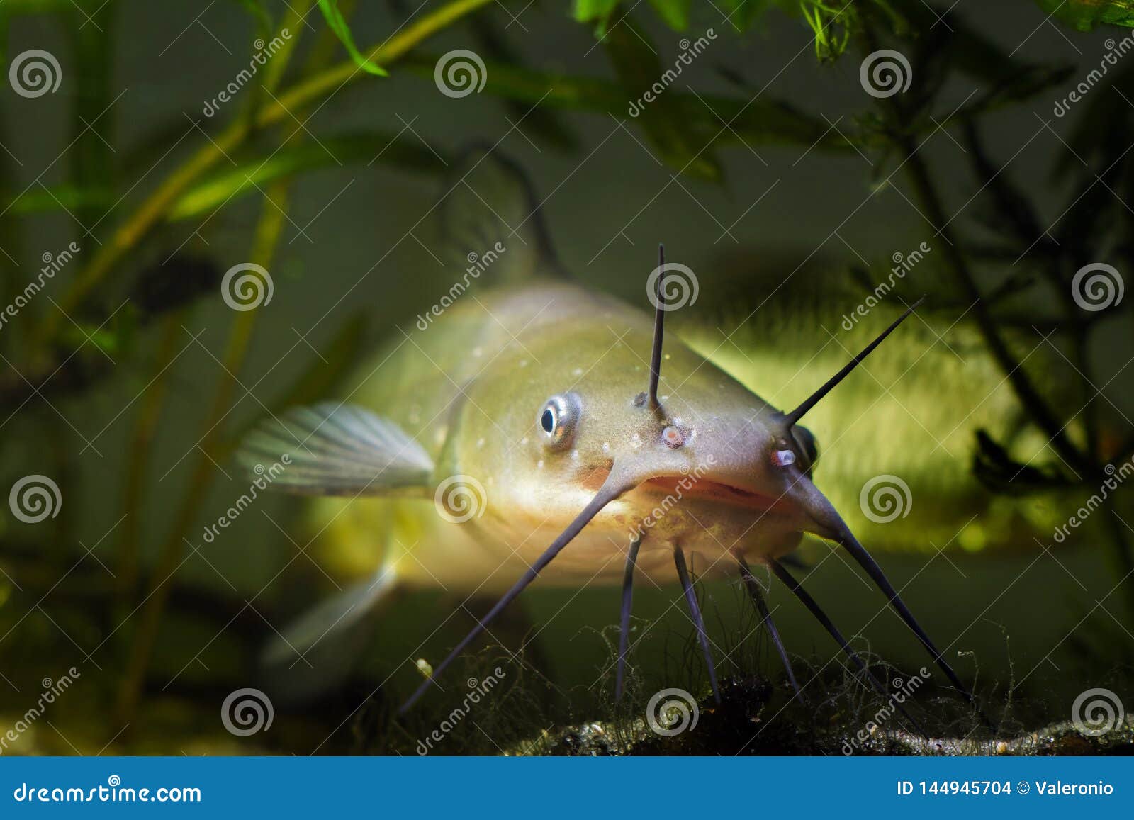 La Grands Bouche Et Barbeaux Du Poisson Chat Prédateur Deau