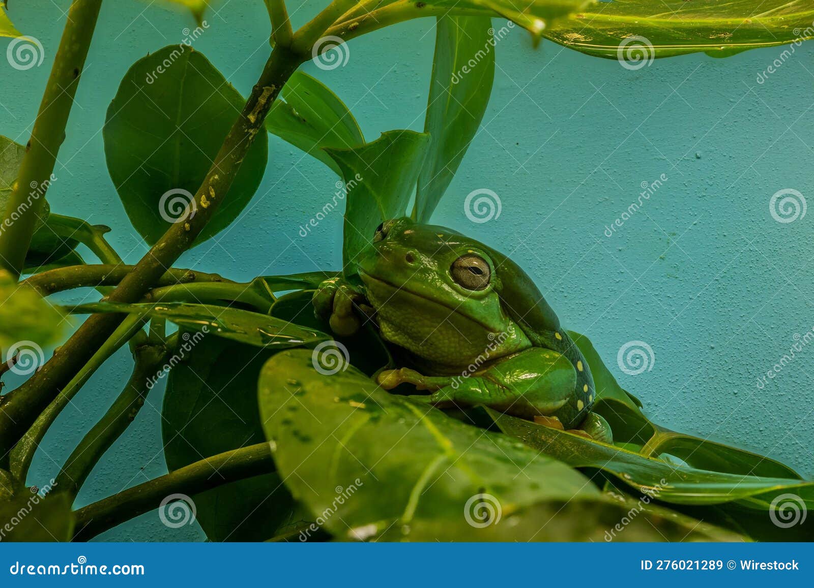 La grenouille verte