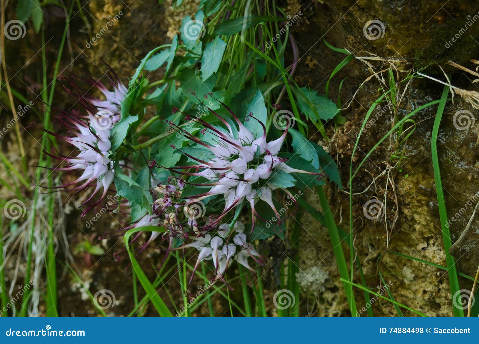 La Griffe Du Diable De Physoplexis) Photo stock Image du