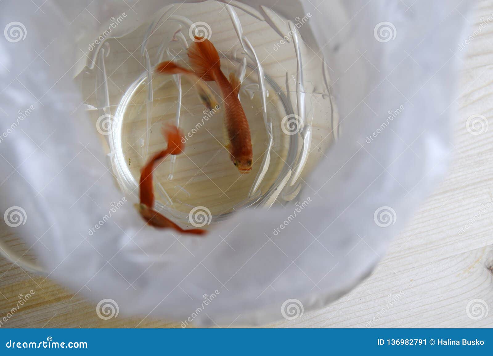 La Guppy Est Poisson Décoratif Deau Douce Vivipare Image