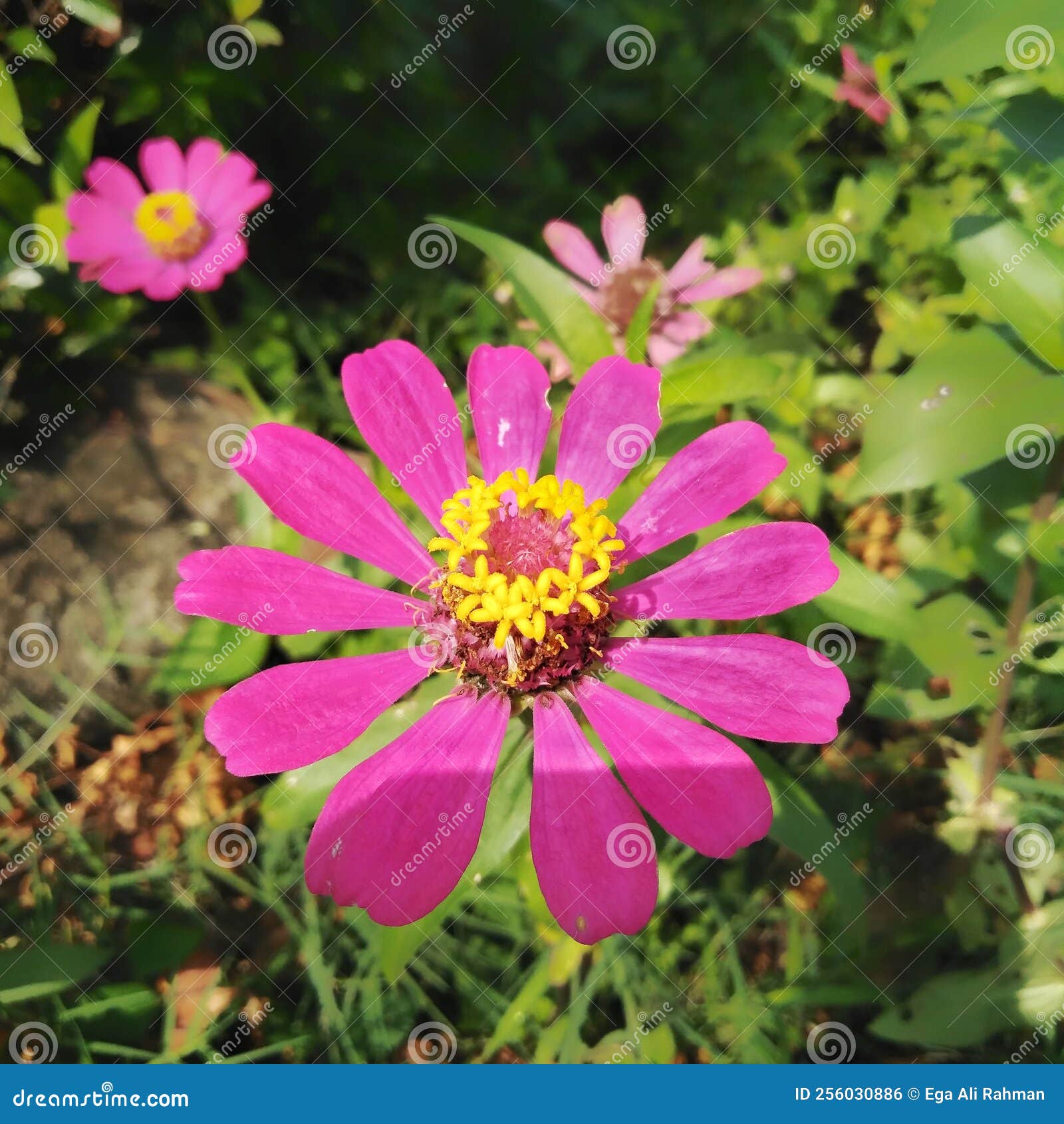 La Hermosa Flor Zinnia Que Crece En El Jardín Zinnia Es Un Género De Plantas  De La Tribu Girasol Dentro De La Familia Daisy. Foto de archivo - Imagen de  corona, belleza: