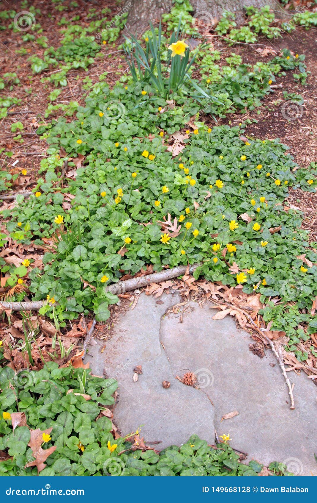 La Hiedra De Las Flores Amarillas Y Blancas Sale De Las Flores Del Narciso  Foto de archivo - Imagen de salvaje, detalles: 149668128