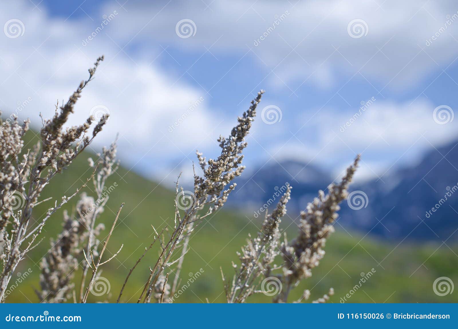 La Hierba Del Gran Monte Olimpo Foto de archivo - Imagen de bosque, lago:  116150026, image size:1600x1150