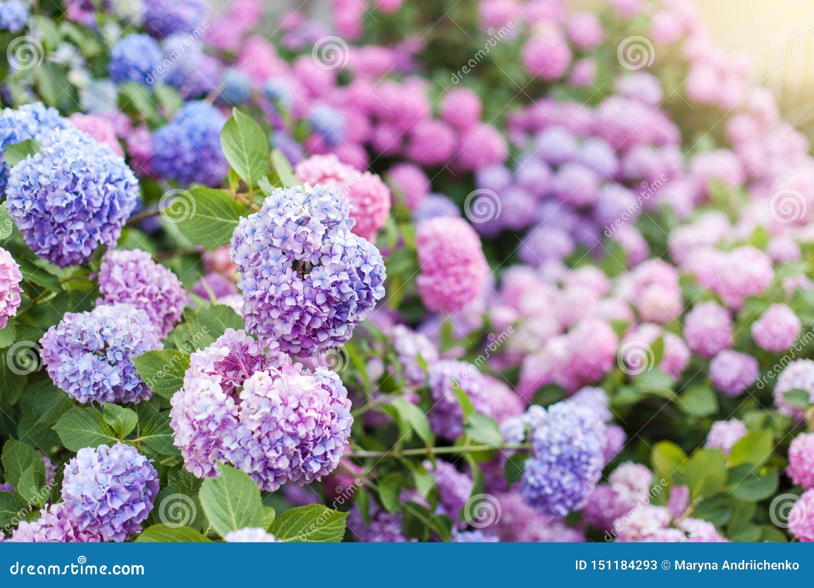 La Hortensia Es Rosa, Azul, Lila, Violeta, Arbustos Púrpuras Las Flores  Están Floreciendo En Primavera Y Verano Imagen de archivo - Imagen de rosa,  casa: 151184293