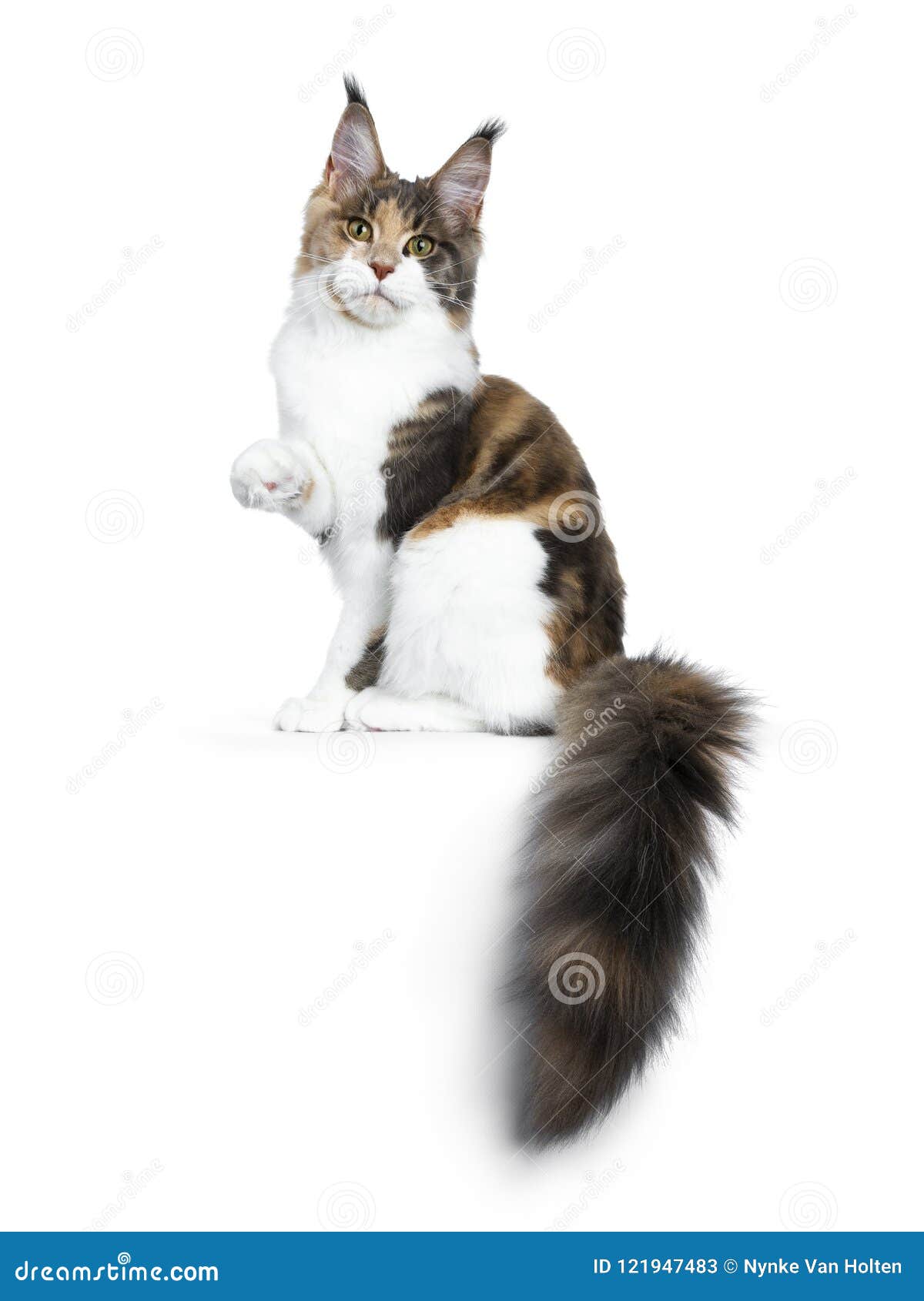 La Jolie Fille De Chat De Maine Coon De Calicot Reposant Des Manieres Laterales Avec La Queue Accrochant Au Dessus Du Bord Et D U Image Stock Image Du Alerte Lumineux