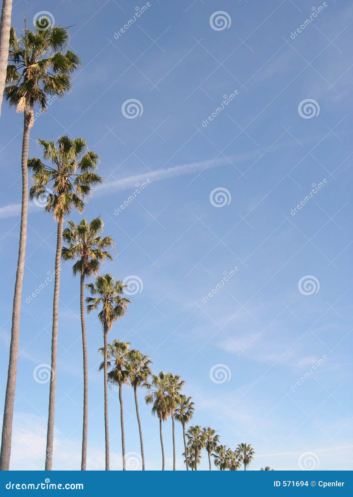 La Jolla. stock photo. Image of jolla, trees, california - 571694