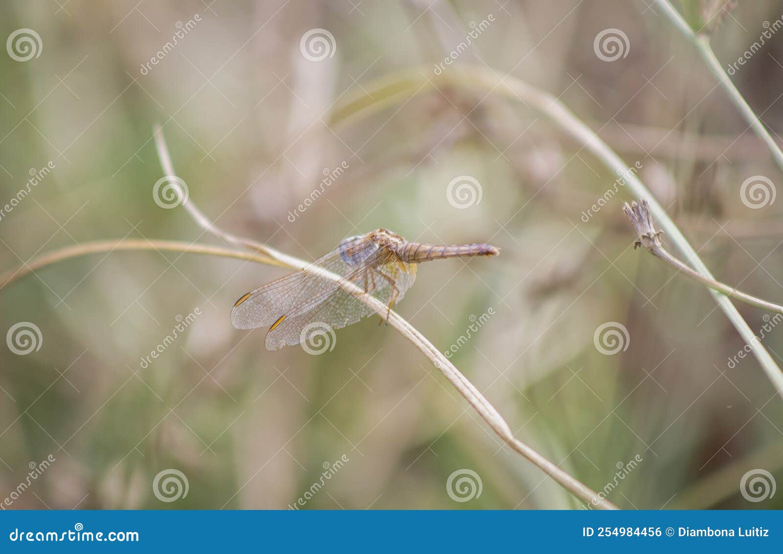 la libellula sul ramo leggero