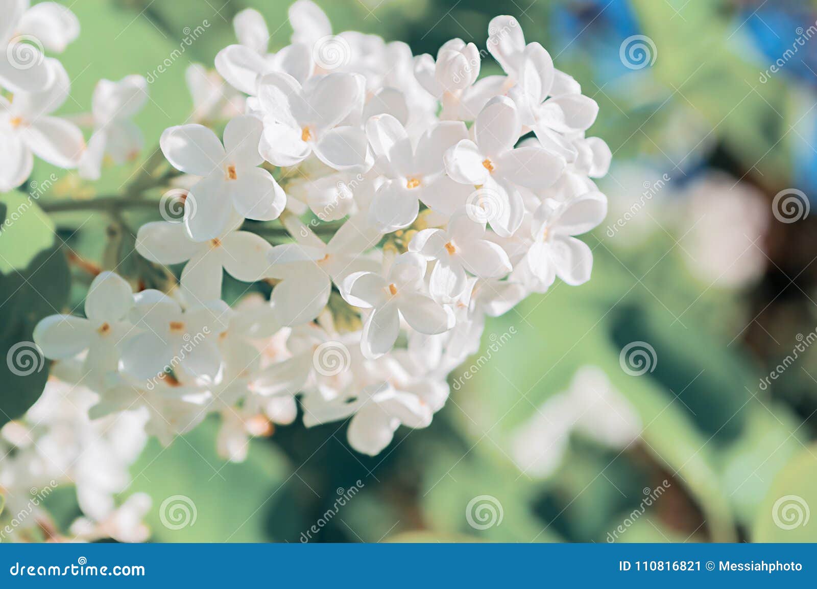 La Lila Blanca Floreciente Florece, Salta Fondo De La Flor Con Las Flores  Blancas De La Lila En El Jardín De La Primavera Imagen de archivo - Imagen  de estambre, cubo: 110816821