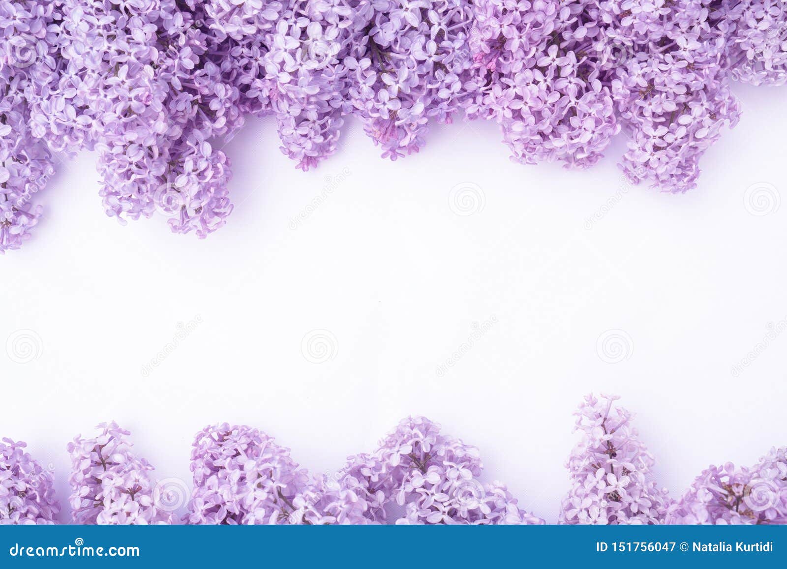 La Lila Hermosa En Un Fondo Blanco Composición Horizontal, Copyspace Para El Diseño De Tarjetas, Invitaciones, Boda Imagen de archivo - Imagen de manojo, rosa: 151756047 La Lila Hermosa En Un Fondo Blanco Composición Horizontal, Copyspace Para El Diseño De Tarjetas, Invitaciones, Boda Imagen de archivo - Imagen de manojo, rosa: 151756047