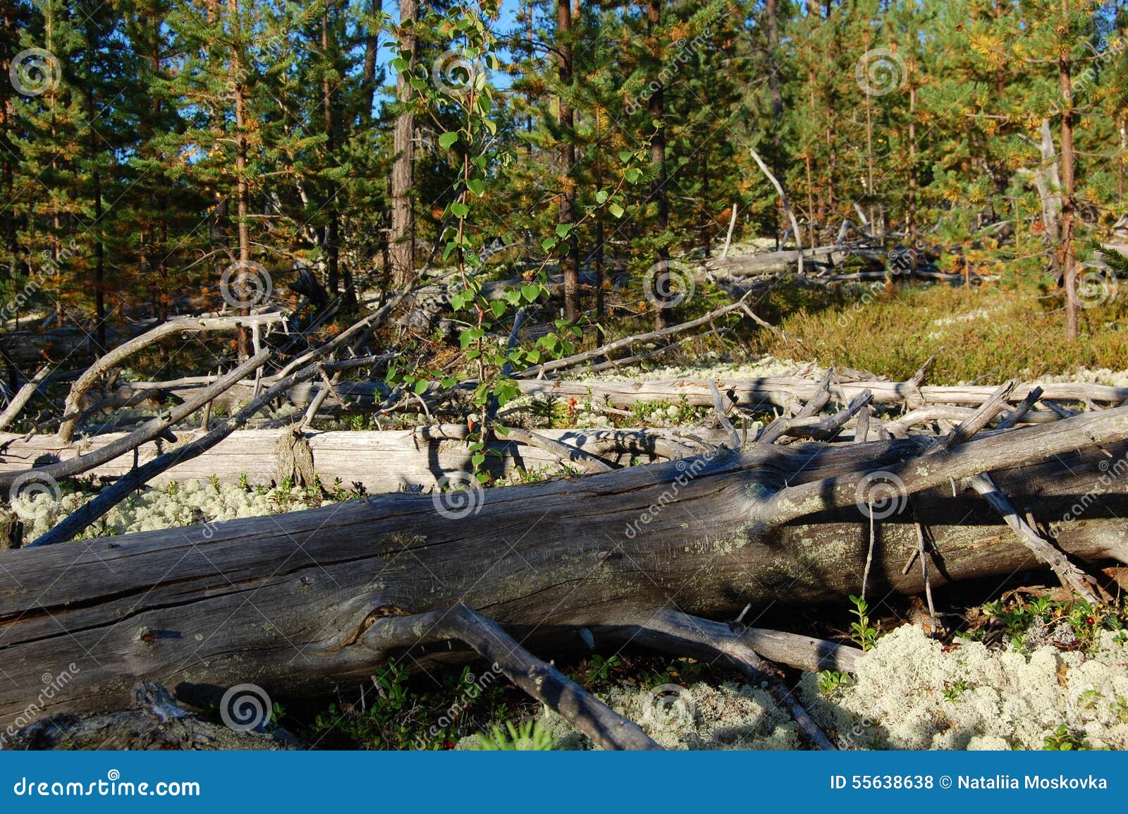 La madera joven creció en un lugar de un guarda-brisa viejo Península de cola, Rusia