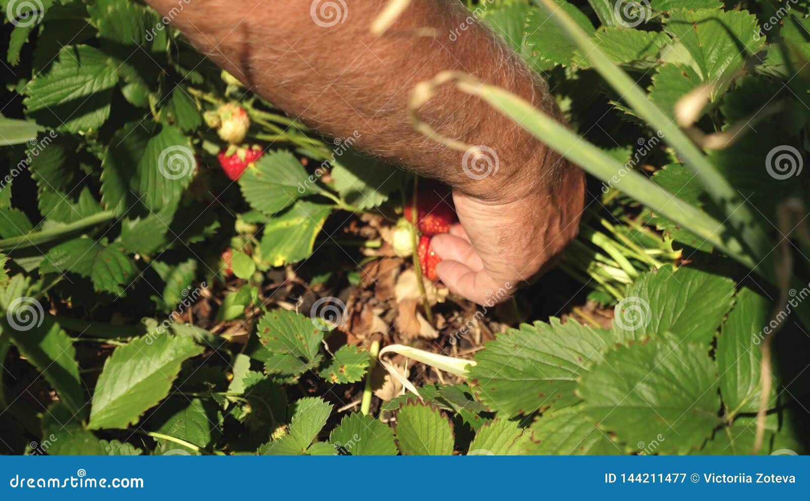 La main masculine montre les fraises rouges sur les buissons un agriculteur moissonne une baie mûre la main du jardinier montre d. La main masculine montre les fraises rouges sur les buissons récoltes d'agriculteur une baie mûre la main du jardinier montre des fraises en été dans le jardin