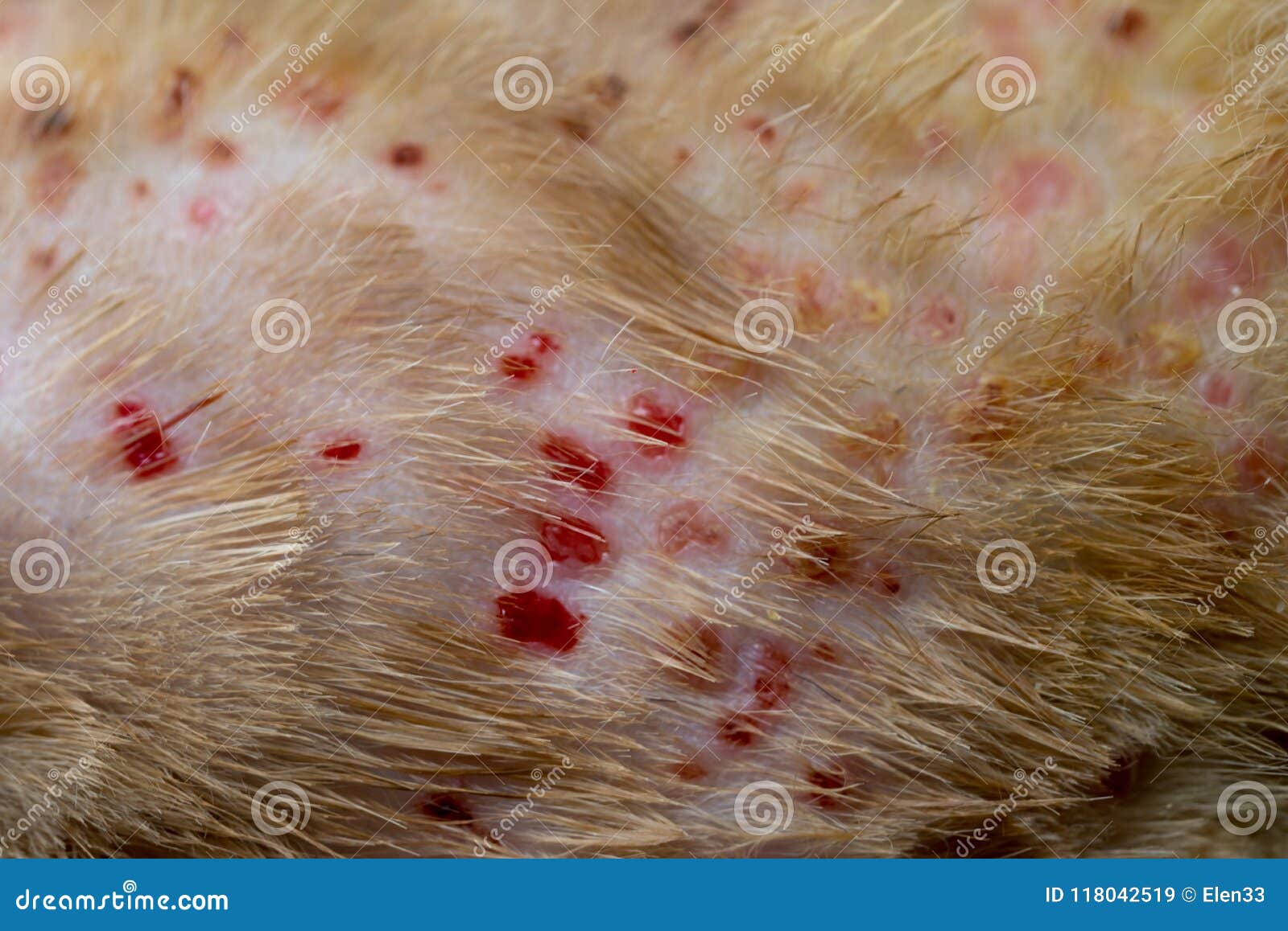 La maladie de dermatologie image stock. Image du crabot 118042519