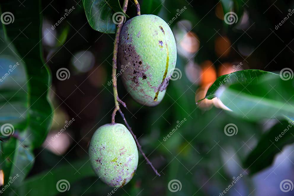 La Maladie En Mangue Qui Provoque La Peau Des Fruits Et Des Feuilles De Mangue Photo stock