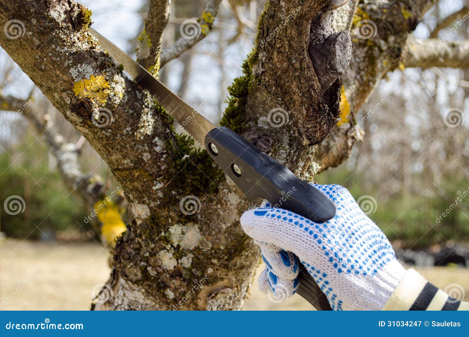 La mano de la rama del árbol frutal del ajuste del corte de la mano consideró la primavera. La mano con la pasa del corte de los guantes poda la ramita de la rama del árbol frutal del ajuste con la sierra de la mano en primavera.