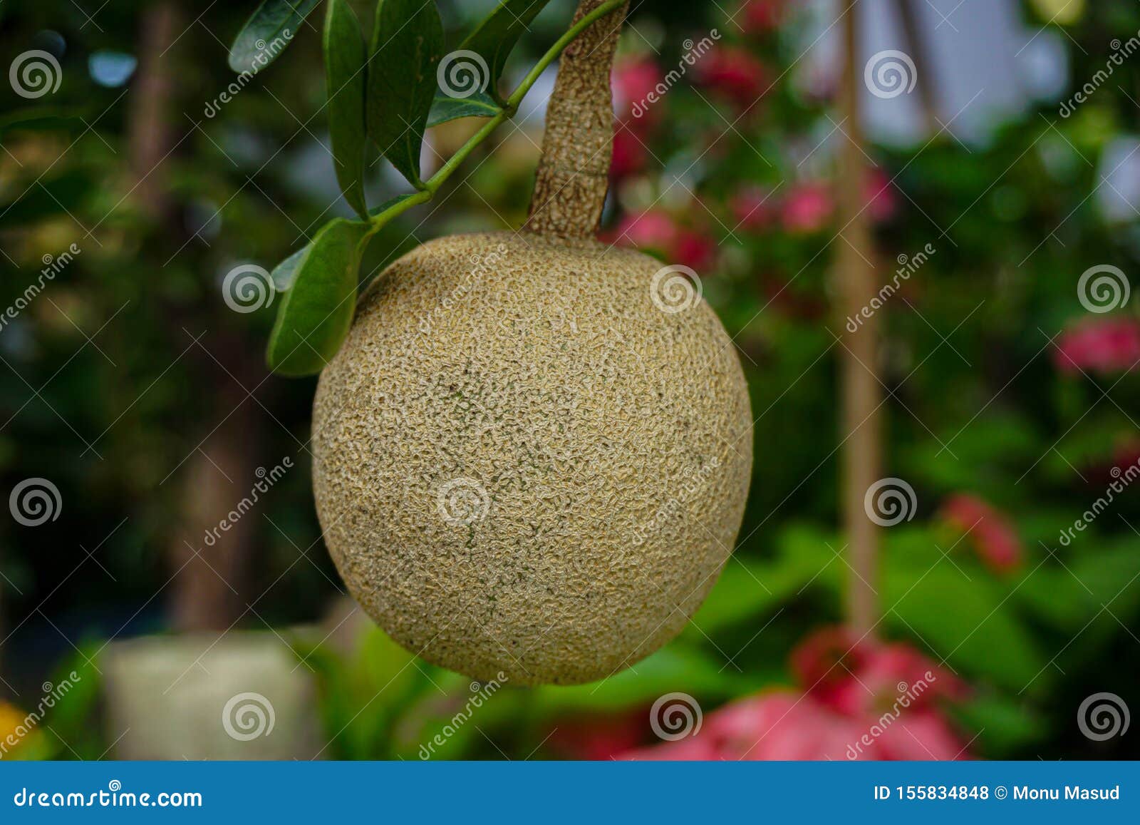 La Manzana De La Madera Es Una Fruta Fantastica Con Un Olor Realmente Divertido La Fruta Es Como Un Delicioso Tamarindo Y Mermela Foto De Archivo Imagen De Ambiente Fresco La Manzana De La Madera Es Una Fruta Fantastica Con Un Olor Realmente Divertido La Fruta Es Como Un Delicioso Tamarindo Y Mermela Foto De Archivo Imagen De Ambiente Fresco