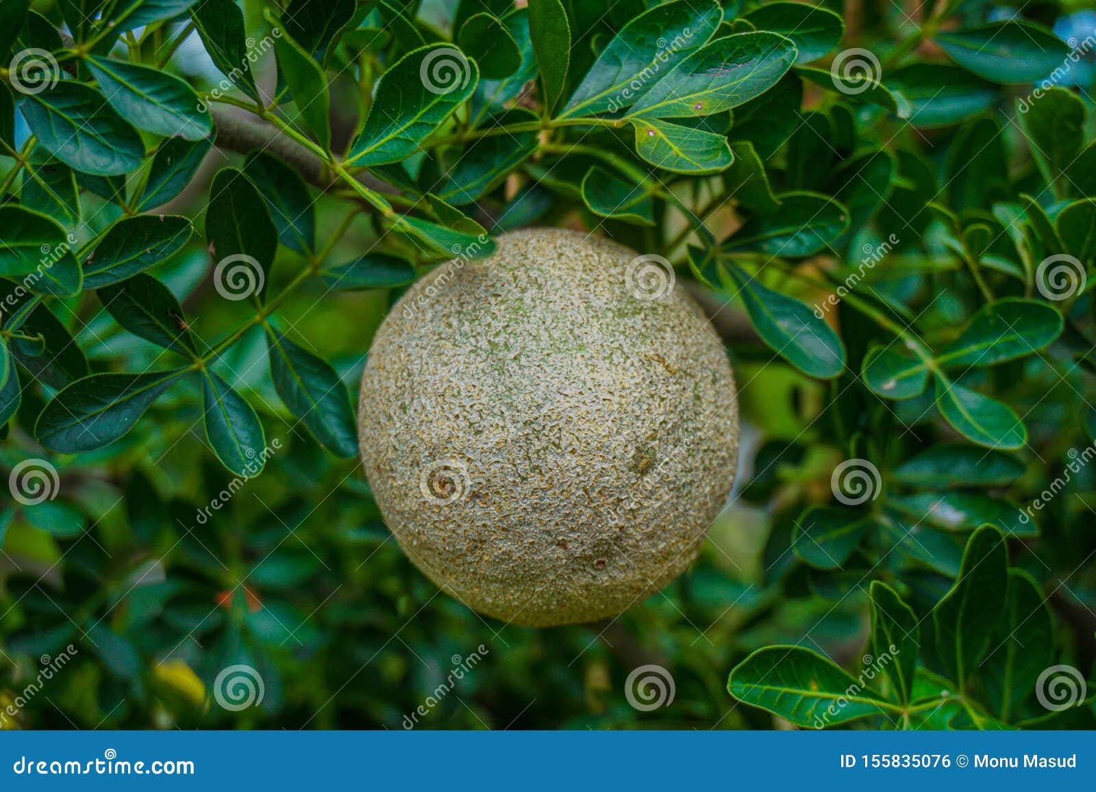 La Manzana De La Madera Es Una Fruta Fantastica Con Un Olor Realmente Divertido La Fruta Es Como Un Delicioso Tamarindo Y Mermela Foto De Archivo Imagen De Belio Sano La Manzana De La Madera Es Una Fruta Fantastica Con Un Olor Realmente Divertido La Fruta Es Como Un Delicioso Tamarindo Y Mermela Foto De Archivo Imagen De Belio Sano