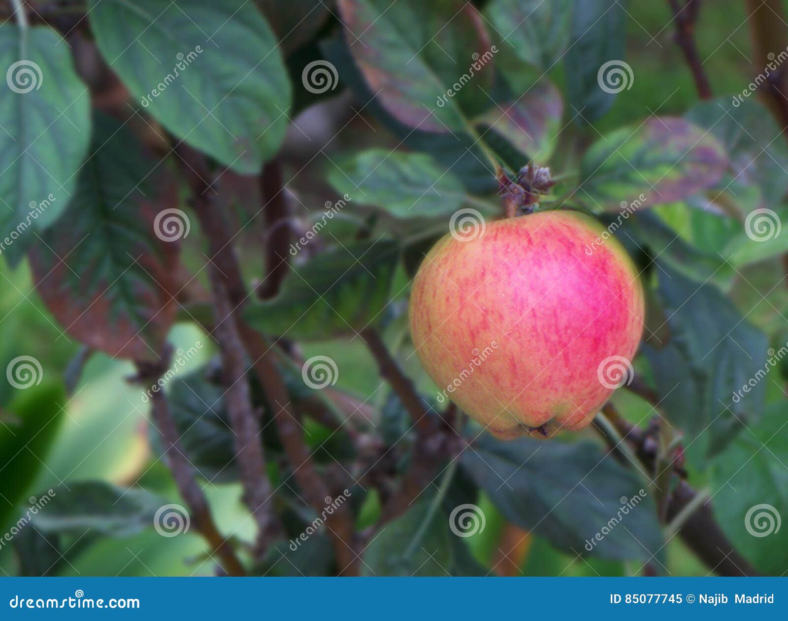 la manzana