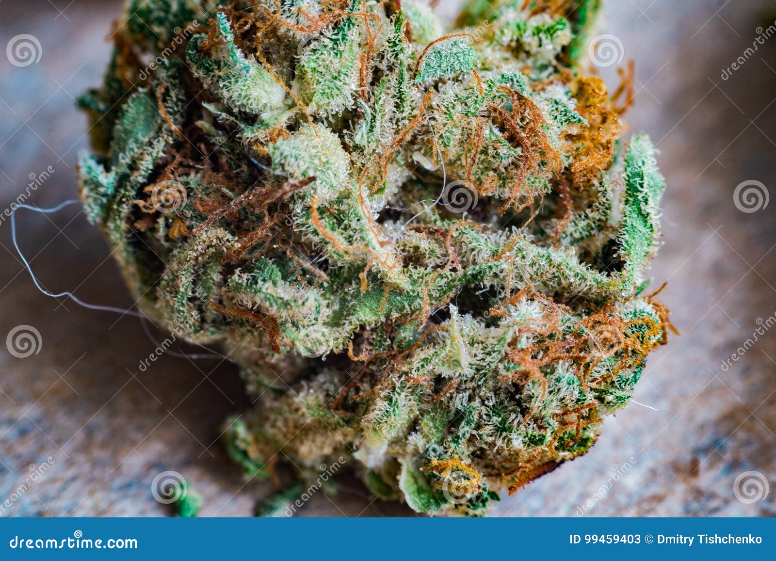 La Marijuana, Crítico Sativa De Los Trichomes Del Cáñamo De La Flor Macra Del Thc Nunca Haze Efecto De Foco Bajo Imagen de archivo - Imagen de macro, flor: 99459403 La Marijuana, Crítico Sativa De Los Trichomes Del Cáñamo De La Flor Macra Del Thc Nunca Haze Efecto De Foco Bajo Imagen de archivo - Imagen de macro, flor: 99459403