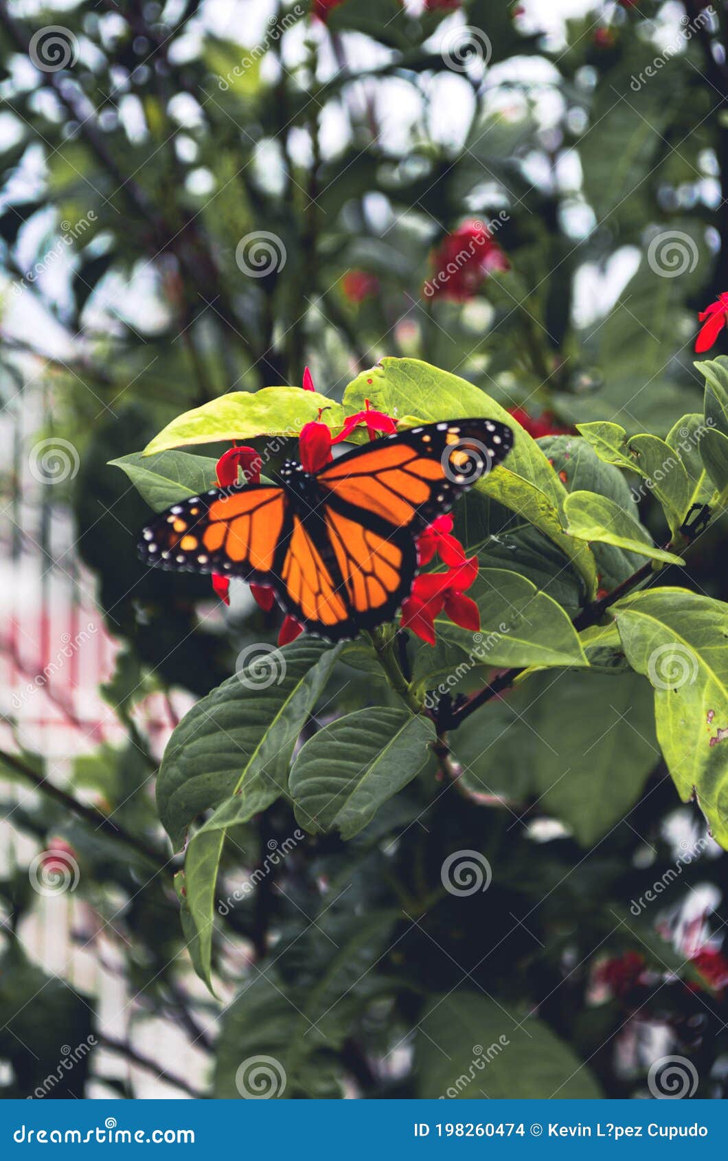 la mariposa monarca ii