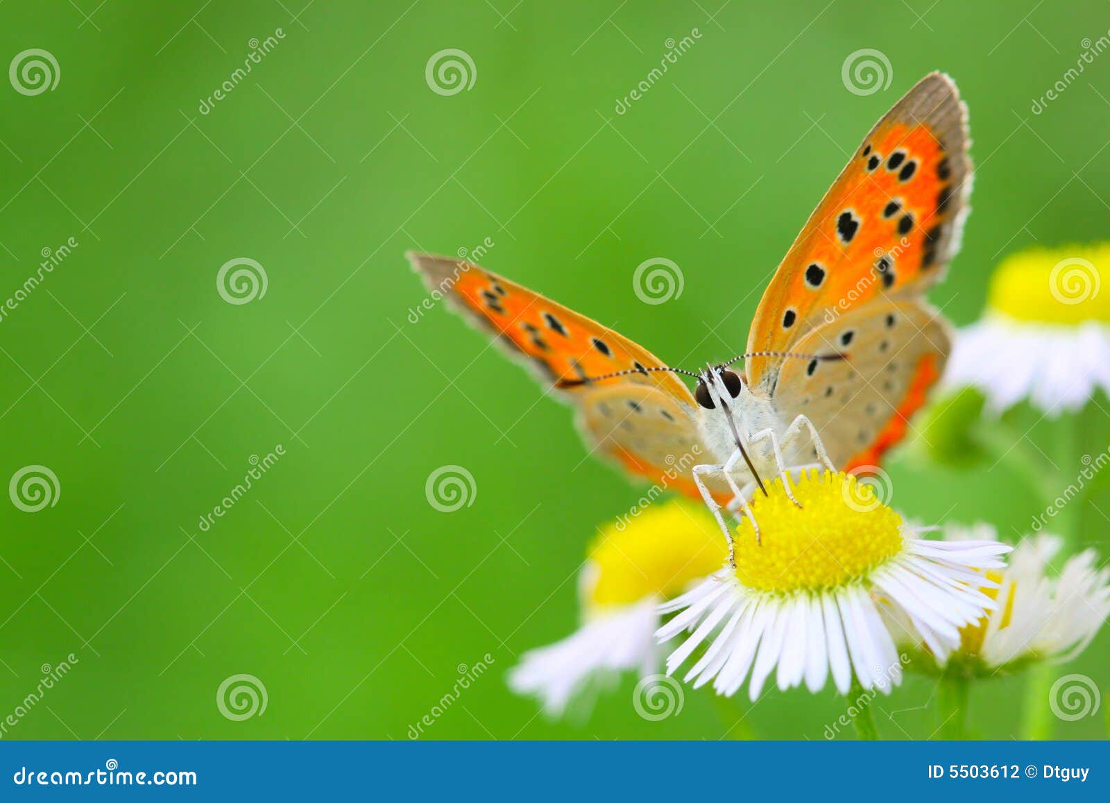 La mariposa y la flor foto de archivo. Imagen de cubo 5503612
