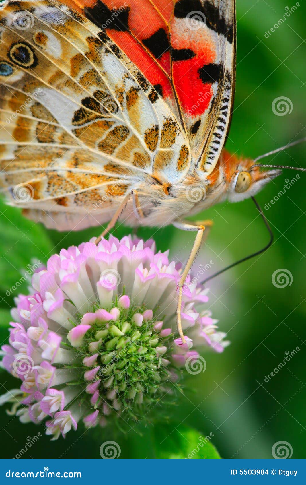 La mariposa y la flor foto de archivo. Imagen de flor 5503984