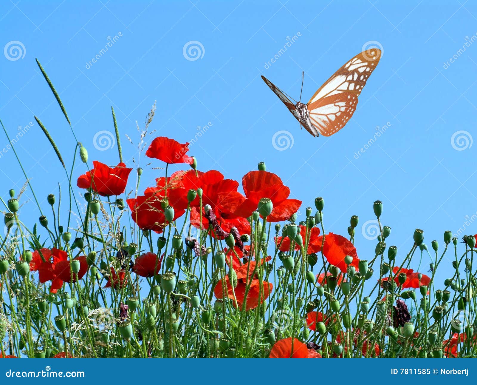 La mariposa y las flores imagen de archivo. Imagen de azul 7811585